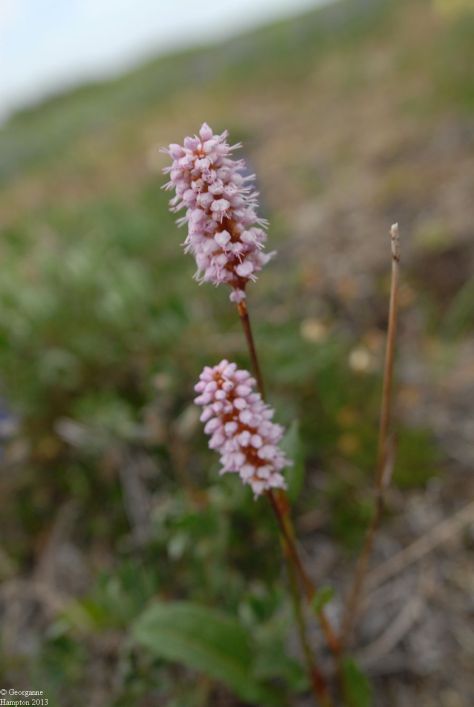 Tundra flower